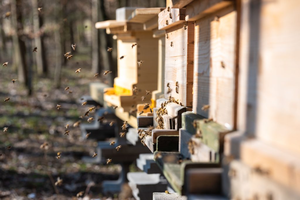 Bienenflug im Frühjahr