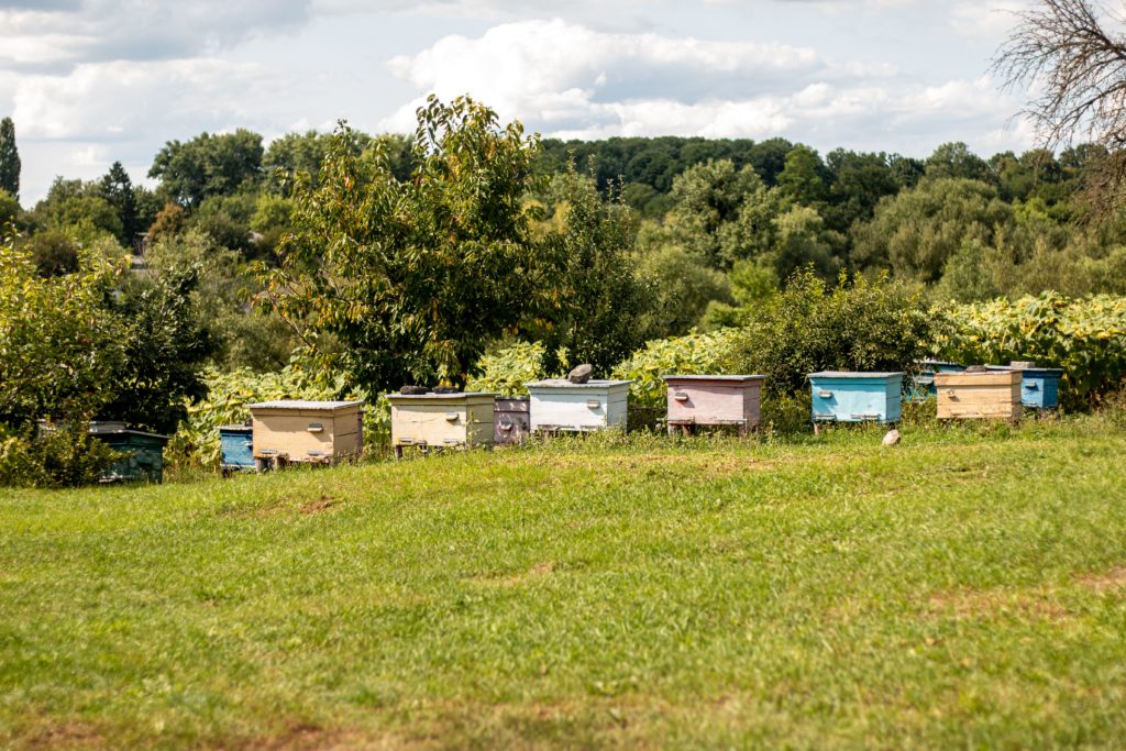 Multicolored bee hives in the meadow