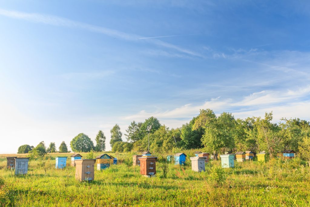 A rural bee-garden with several wooden hives